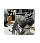 ニカ16歳頑張ります（個別スタンプ：4）