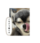 ニカ16歳頑張ります（個別スタンプ：8）