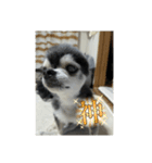 ニカ16歳頑張ります（個別スタンプ：11）