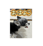 ニカ16歳頑張ります（個別スタンプ：12）