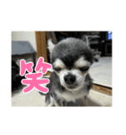 ニカ16歳頑張ります（個別スタンプ：13）