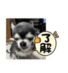 ニカ16歳頑張ります（個別スタンプ：15）