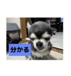 ニカ16歳頑張ります（個別スタンプ：20）