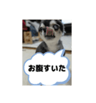 ニカ16歳頑張ります（個別スタンプ：24）