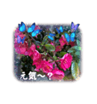 ハナ作成7（個別スタンプ：4）
