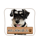 ミニシュナLuka3（個別スタンプ：11）