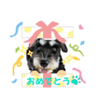ミニシュナLuka3（個別スタンプ：14）