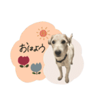 シュシュとチャチャ（個別スタンプ：1）