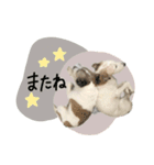 シュシュとチャチャ（個別スタンプ：2）
