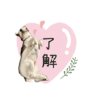 シュシュとチャチャ（個別スタンプ：4）
