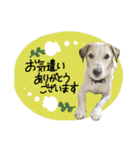 シュシュとチャチャ（個別スタンプ：7）