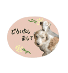 シュシュとチャチャ（個別スタンプ：8）
