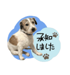 シュシュとチャチャ（個別スタンプ：9）