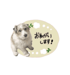 シュシュとチャチャ（個別スタンプ：10）