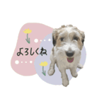 シュシュとチャチャ（個別スタンプ：12）