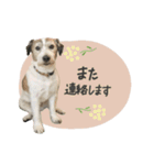 シュシュとチャチャ（個別スタンプ：13）