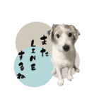 シュシュとチャチャ（個別スタンプ：14）