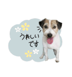 シュシュとチャチャ（個別スタンプ：17）
