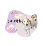 シュシュとチャチャ（個別スタンプ：19）
