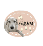 シュシュとチャチャ（個別スタンプ：20）