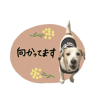シュシュとチャチャ（個別スタンプ：27）
