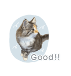 ＃ちるるとCHILL（個別スタンプ：2）