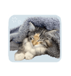 ＃ちるるとCHILL（個別スタンプ：14）