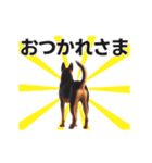動く▶️犬★お尻がいっぱい‼癒しのおしり（個別スタンプ：5）