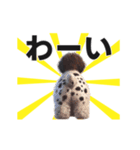 動く▶️犬★お尻がいっぱい‼癒しのおしり（個別スタンプ：11）