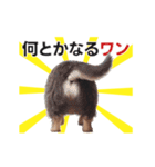 動く▶️犬★お尻がいっぱい‼癒しのおしり（個別スタンプ：19）