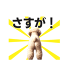 動く▶️犬★お尻がいっぱい‼癒しのおしり（個別スタンプ：22）