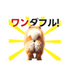 動く▶️犬★お尻がいっぱい‼癒しのおしり（個別スタンプ：23）