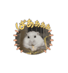 りんりんのハムスタースタンプ（個別スタンプ：2）