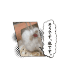 りんりんのハムスタースタンプ（個別スタンプ：6）