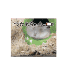 りんりんのハムスタースタンプ（個別スタンプ：8）