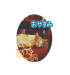 のらにゃんこVer.1（個別スタンプ：2）