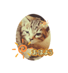 のらにゃんこVer.1（個別スタンプ：5）