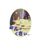 のらにゃんこVer.1（個別スタンプ：6）