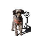 トイプードルとミニチュアダックス（個別スタンプ：4）