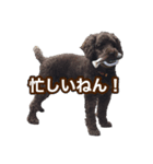 トイプードルとミニチュアダックス（個別スタンプ：10）