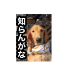 トイプードルとミニチュアダックス（個別スタンプ：11）