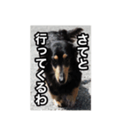 トイプードルとミニチュアダックス（個別スタンプ：12）