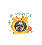 愛犬シュナウザームック（個別スタンプ：1）