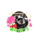 愛犬シュナウザームック（個別スタンプ：3）