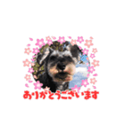 愛犬シュナウザームック（個別スタンプ：6）