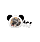 愛犬シュナウザームック（個別スタンプ：7）