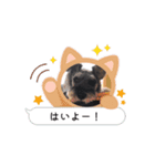 愛犬シュナウザームック（個別スタンプ：8）