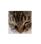 猫可愛いjmumg498（個別スタンプ：2）
