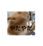 猫可愛いjmumg498（個別スタンプ：3）