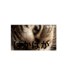 猫可愛いjmumg498（個別スタンプ：5）